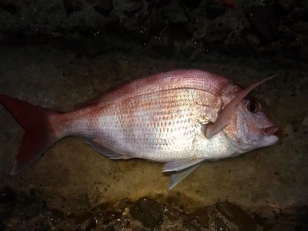 アジングで真鯛