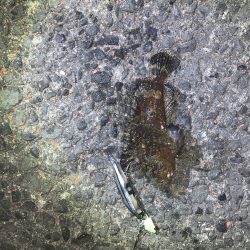 タチウオ狙いも…