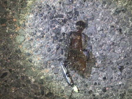 タチウオ狙いも…