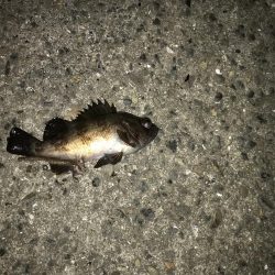 ヘチ釣り不発 子キビレのみ。