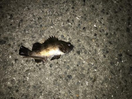 ヘチ釣り不発 子キビレのみ。