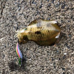 コロッケあがりました。