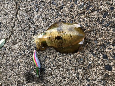 コロッケあがりました。