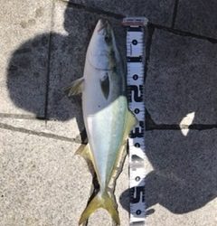 初ショアからの青物