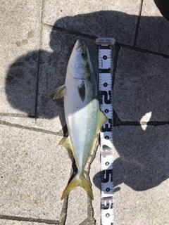 初ショアからの青物