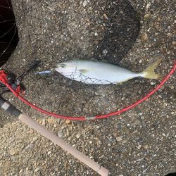 やっとツバスが来たー！