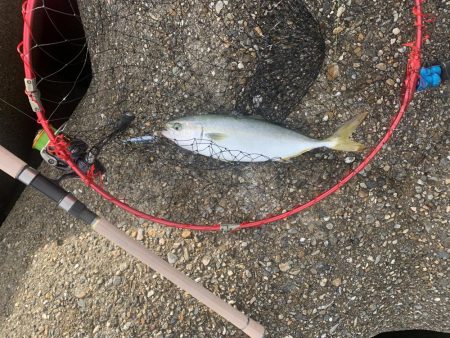 やっとツバスが来たー！