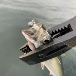 サバとカタクチイワシ