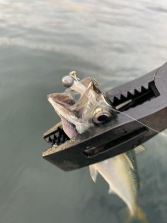 サバとカタクチイワシ