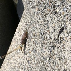 アオリイカ新子調査④