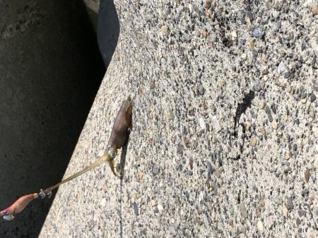 アオリイカ新子調査④