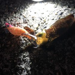 新子アオリイカ調査③