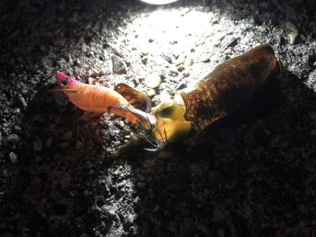 新子アオリイカ調査③