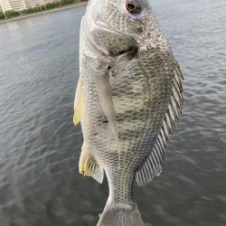 芦屋浜東護岸でキビレあがりました