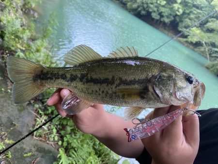 トップでバスが釣れました。［ガボッツ90］…