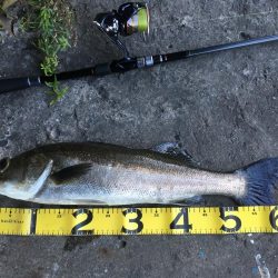 @久しぶりのシーバス！