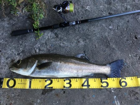 @久しぶりのシーバス！