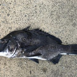 イチノ兄弟、釣果！