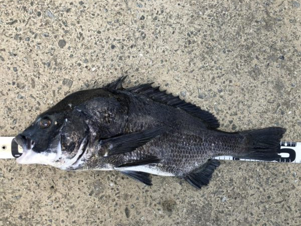 イチノ兄弟、釣果！