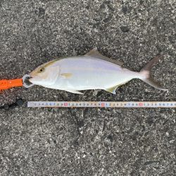 カマスの下にはヤツがいる!