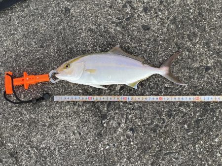 カマスの下にはヤツがいる!