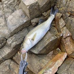 シーバス青物調査