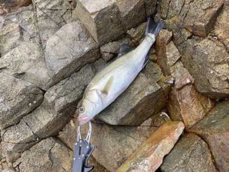 シーバス青物調査