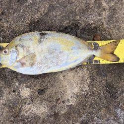 浮サビキしてみました