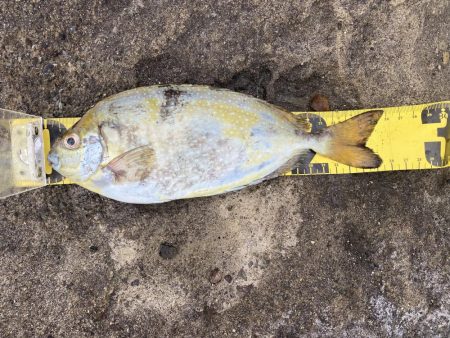 浮サビキしてみました