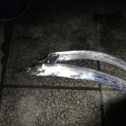 高活性タチウオ・サバ