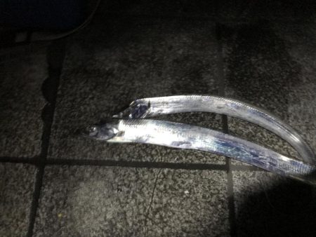 高活性タチウオ・サバ