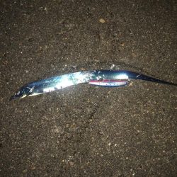 サワラ・タチウオゲット