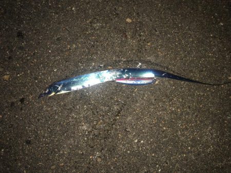 サワラ・タチウオゲット