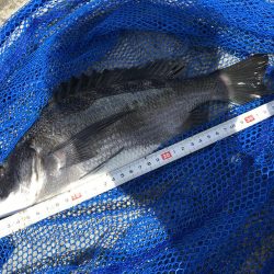 激シブ　ヘチ釣りでチヌ37cm