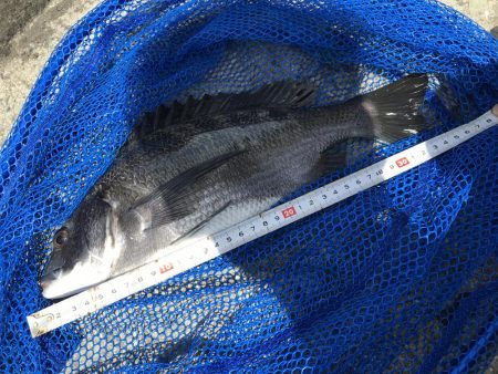 激シブ　ヘチ釣りでチヌ37cm