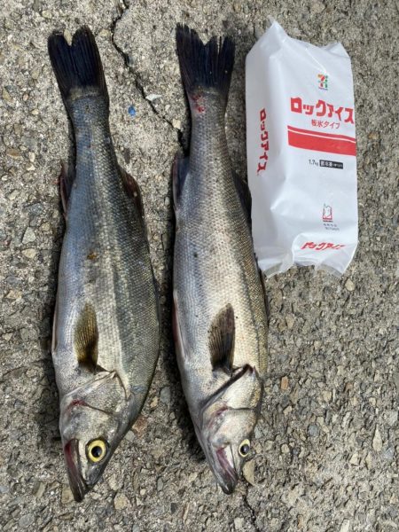 昼間シーバス60cm×2