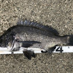 イチノ兄弟、釣果!