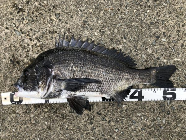 イチノ兄弟、釣果!