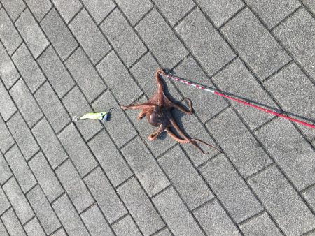 タコ釣り