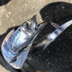 朝マズメの太刀魚釣り
