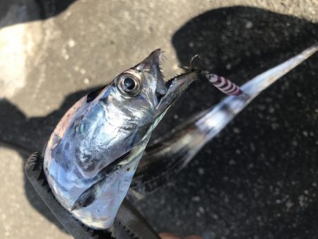 朝マズメの太刀魚釣り