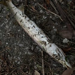 思わぬゲスト登場