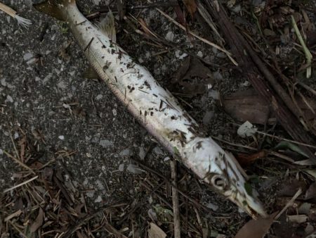 思わぬゲスト登場