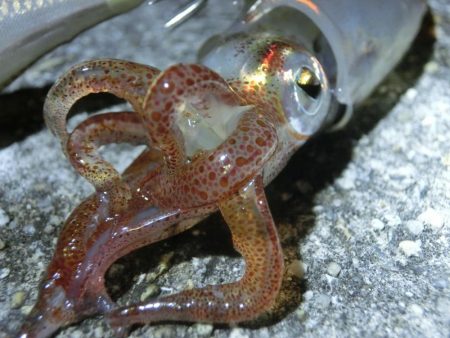 剣先調査に行ってきた