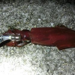 終盤の剣先イカはまだまだいける