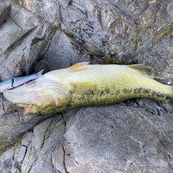 ジョイクロで初バス