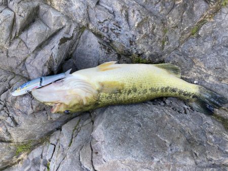 ジョイクロで初バス