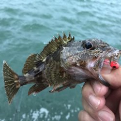 癒やしのガッシー6th