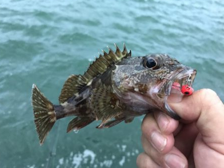 癒やしのガッシー6th