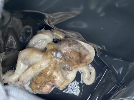 ファミリーフィッシング